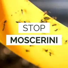 Nastro giallo appiccicoso pieno di moscerini dei funghi, con testo "STOP MOSCERINI".