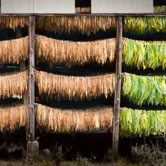 Fili di foglie di tabacco appese a seccare in un capanno, alcune verdi e altre marroni, in attesa di diventare la pianta di tabacco perfetta.