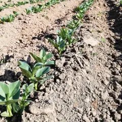 Filari di giovani piante di fava crescono in un campo arato, promettendo un raccolto futuro.