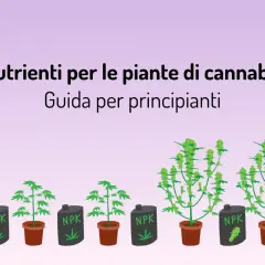 Guida ai migliori fertilizzanti per canapa outdoor: piante in crescita con contenitori NPK.