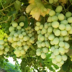 Grappoli d'uva bianca matura, forse trattati con acido gibberellico dosi per aumentarne la pezzatura.