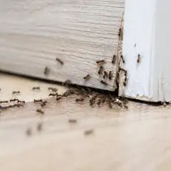 Formiche invadono un battiscopa, suggerendo la necessità di un insetticida naturale per formiche.