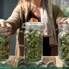 Tre barattoli di vetro pieni di fiori di kush weed, con una persona che li tiene.