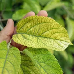 Mano che esamina foglie ingiallite, segno di carenze fogliari. La venatura è ben visibile.