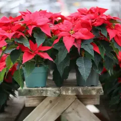 Fioriere di stelle di Natale rosse e verdi, pronte per essere portate a casa. Scopri come tenere la stella di Natale rigogliosa.