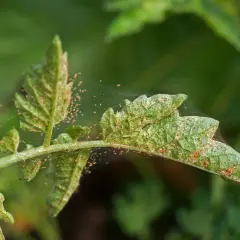 Close-up of a green plant leaf covered in tiny red mites and fine webbing.