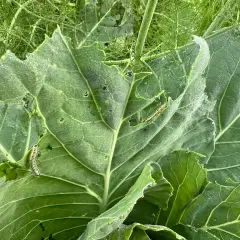 Bruchi su foglie mangiate. Si cercano rimedi naturali per proteggere il raccolto da questi insetti voraci.