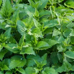Un folto gruppo di piante di ortica, con le loro foglie verdi e dentellate, che mostrano diversi tipi di ortica in crescita.