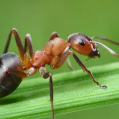 Formica rossa su filo d'erba. Se ti ritrovi con queste, ecco come eliminare le formiche.