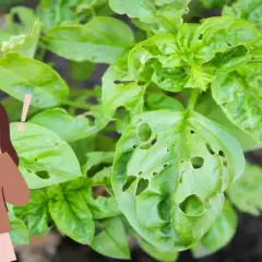 Una persona sorpresa guarda le foglie di basilico bucherellate, segno che ci sono insetti che mangiano le foglie delle piante.