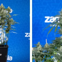 Piante di cannabis con cime rigogliose, risultato di tecniche di topping per massimizzare la resa.