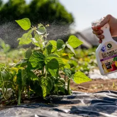 Mano spruzza olio di neem su piante in fioritura. Il prodotto naturale protegge da insetti e malattie.