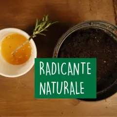 Un rametto di rosmarino immerso in un liquido dorato, pronto per essere piantato. Un radicante naturale per talee.