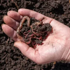 Mano che tiene un mucchietto di terra scura con vermi che si muovono, segno di fertile humus di lombrico.