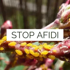 Un ramo di pianta infestato da afidi gialli e bianchi. È ora di eliminare afidi bianchi e i loro simili per salvare la vegetazione.