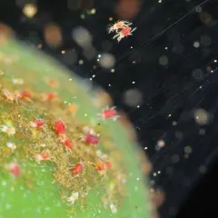 Un primo piano mostra un gruppo di minuscoli ragni rossi su una superficie verde, con fili di ragnatela che si estendono nell'oscurità.
