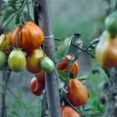 Pomodori acerbi e maturi su un ramo, alcuni con macchie scure, segno che queste piante che hanno bisogno di calcio non sono state nutrite a sufficienza.