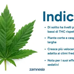 Foglia di canapa indiana, nota per i suoi effetti rilassanti e sedativi, con caratteristiche di crescita e composizione chimica.