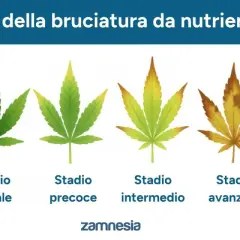 Fasi della bruciatura da nutrienti su foglie di canapa: da verde sano a macchie marroni, segno di eccesso di fertilizzante.