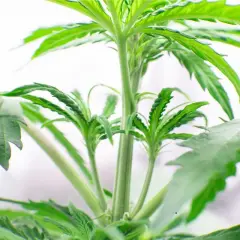 Giovane pianta madre con foglie verdi e fusto robusto, pronta a donare nuove talee.