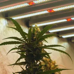 Pianta di cannabis autofiorente sotto luci LED, ottimizzando le ore di luce per una crescita rigogliosa.