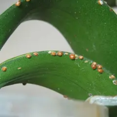 Foglie verdi di pianta con infestazione di cocciniglia a scudetto, piccoli insetti marroni a forma di scudo.