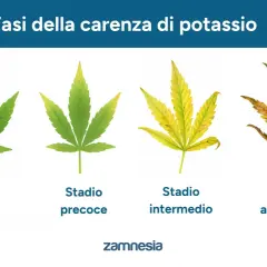 Fasi della carenza di potassio nelle piante: da foglie verdi a ingiallite e secche, mostrando a cosa serve il potassio per la loro salute.