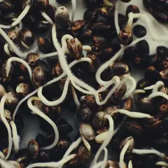 Semi di autofiorenti in germinazione, con radici bianche che emergono dai gusci scuri, pronti a dare vita a nuove piante.