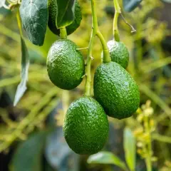 Frutti verdi e rugosi di avocado pendono da un ramo. La pianta di avocado è rigogliosa, con foglie e fiori sullo sfondo sfocato.