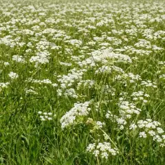 Un campo fiorito di cumino pianta, con piccoli fiori bianchi che si ergono su steli verdi e rigogliosi.