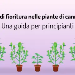 Guida alla fioritura cannabis: piante in vaso con cime verdi e rigogliose.