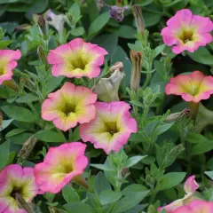 Fiori di ipomea in vaso, con petali rosa sfumati di giallo, circondati da foglie verdi e boccioli chiusi.