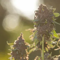 Fiori di cannabis maturi, pronti per il raccolto, coltivati con cura in un grow box fai da te.