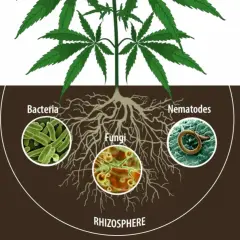 La rhizosphere della cannabis ospita batteri, funghi e nematodi, alcuni dei quali possono agire come parassiti.