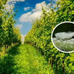 Un primo piano mostra una cicalina bianca, un insetto che può infestare i vigneti, sullo sfondo di rigogliose viti verdi sotto un cielo azzurro.