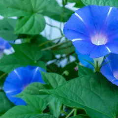 Fiori blu vibranti di ipomea rampicante perenne, con petali a forma di tromba e striature bianche, circondati da foglie verdi lussureggianti.