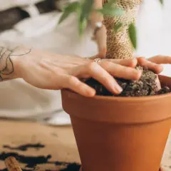Mani tatuate che sistemano la terra in un vaso, creando un piccolo nido per le formiche.