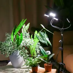 Lampada LED illumina piante indoor. La distanza tra lampada e pianta è ottimale per la crescita.
