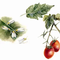 Mosca bianca su foglie di pomodoro e fiori. Un insetto raro, una vera mosca bianca, si posa su un ramo con pomodori maturi.