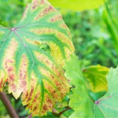 Foglia di vite con clorosi internervale e macchie rossastre, sintomi di carenza di azoto nelle piante.