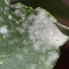 Foglia verde con macchie bianche polverose, possibili sintomi di carenza di zolfo.