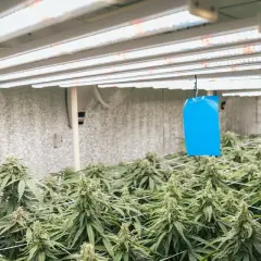 Piante autofiorenti dopo 20 giorni di crescita, rigogliose sotto luci LED in una grow room.