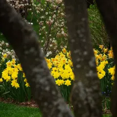 Fiori di marzo gialli e bianchi sbocciano tra i tronchi degli alberi, annunciando la primavera.