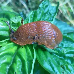 Lumaca marrone su foglie verdi. Un rimedio naturale per allontanare le lumache è il bicarbonato.