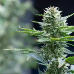 Primo piano di una pianta marijuana in fiore, con tricomi scintillanti e foglie verdi.