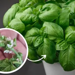 Primo piano di foglie di basilico verde brillante con gocce d'acqua. Un cerchio mostra un ramo con piccoli fiori bianchi, segno della basilico fioritura.