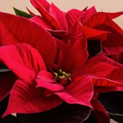 Primo piano di una talea stella di natale in acqua, con petali rossi vibranti e foglie scure.