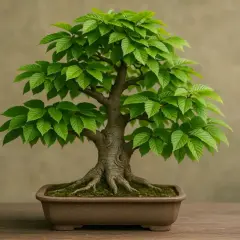 Un bonsai rigoglioso, con radici aeree evidenti, in un vaso marrone. Un esempio di come si cura un bonsai per mantenerlo sano e bello.