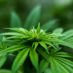 Pianta di cannabis in crescita, ideale per una lampada da 600 watt. Quante piante si possono coltivare?