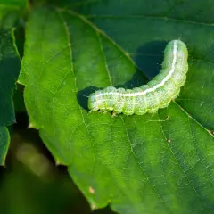 Un verde bruco mangia foglie su una foglia rigogliosa, con la luce del sole che ne illumina il corpo segmentato.
